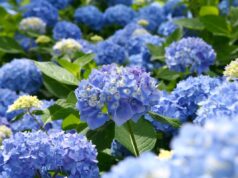 Королеви тінистого саду: 4 рослини, які прикрасять затінений куточок Королеви-тінистого-саду:-4-рослини,-які-прикрасять-затінений-куточок