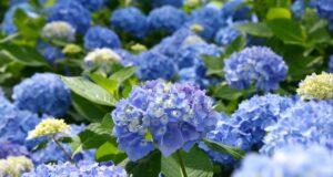 Королеви тінистого саду: 4 рослини, які прикрасять затінений куточок Королеви-тінистого-саду:-4-рослини,-які-прикрасять-затінений-куточок