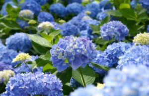 Королеви тінистого саду: 4 рослини, які прикрасять затінений куточок Королеви-тінистого-саду:-4-рослини,-які-прикрасять-затінений-куточок