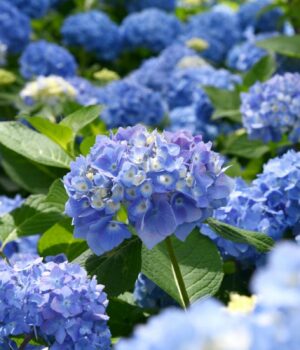 Королеви-тінистого-саду:-4-рослини,-які-прикрасять-затінений-куточок