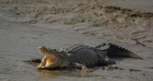 У Португалії вчені виявили найдавніші яйця крокодилів У-Португалії-вчені-виявили-найдавніші-яйця-крокодилів