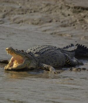 У-Португалії-вчені-виявили-найдавніші-яйця-крокодилів У-Португалії-вчені-виявили-найдавніші-яйця-крокодилів