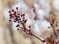 Циклон приніс дощі в Україну: прогноз погоди на сьогодні Циклон-під-кінець-березня-приніс-в-Україну-дощі-–-прогноз-погоди-на-сьогодні