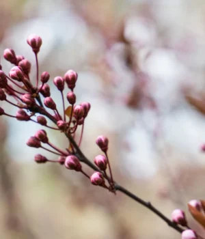 Циклон-під-кінець-березня-приніс-в-Україну-дощі-–-прогноз-погоди-на-сьогодні Циклон-під-кінець-березня-приніс-в-Україну-дощі-–-прогноз-погоди-на-сьогодні