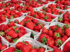 У Києві з’явилася перша полуниця: ціни коливаються від 190 до майже 600 грн за кілограм У Києві з’явилася перша полуниця: ціни коливаються від 190 до майже 600 грн за кілограм