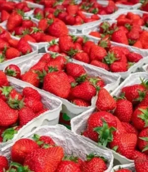 630_360_1683650102_981.webp У Києві з’явилася перша полуниця: ціни коливаються від 190 до майже 600 грн за кілограм