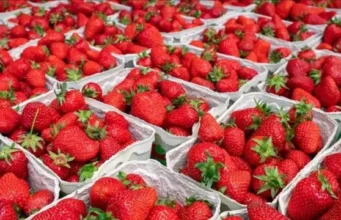 У Києві з’явилася перша полуниця: ціни коливаються від 190 до майже 600 грн за кілограм У Києві з’явилася перша полуниця: ціни коливаються від 190 до майже 600 грн за кілограм