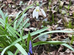 Погода в Україні: потепління до 17 градусів та дощі на початку квітня Українців-очікує-потепління-до-17-градусів-та-періодичні-дощі-на-початку-квітня-–-синоптик