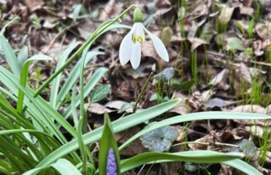 Погода в Україні: потепління до 17 градусів та дощі на початку квітня Українців-очікує-потепління-до-17-градусів-та-періодичні-дощі-на-початку-квітня-–-синоптик