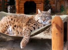 Рись Степан: чому пухнастий хижак став новою зіркою Київського зоопарку Рись-Степан:-чому-пухнастий-хижак-став-новою-зіркою-Київського-зоопарку