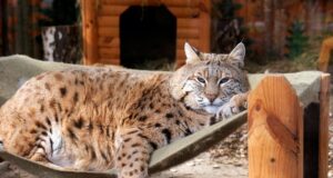 Рись Степан: чому пухнастий хижак став новою зіркою Київського зоопарку Рись-Степан:-чому-пухнастий-хижак-став-новою-зіркою-Київського-зоопарку