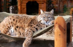 Рись Степан: чому пухнастий хижак став новою зіркою Київського зоопарку Рись-Степан:-чому-пухнастий-хижак-став-новою-зіркою-Київського-зоопарку