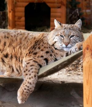 Рись-Степан:-чому-пухнастий-хижак-став-новою-зіркою-Київського-зоопарку Рись-Степан:-чому-пухнастий-хижак-став-новою-зіркою-Київського-зоопарку