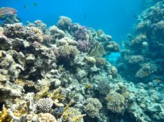 У кратері вулкана знайшли 2000-річного “монстра”: він утричі більший за світові рекорди У-кратері-вулкана-знайшли-2000-річного-“монстра”:-він-утричі-більший-за-світові-рекорди