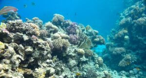 У кратері вулкана знайшли 2000-річного “монстра”: він утричі більший за світові рекорди У-кратері-вулкана-знайшли-2000-річного-“монстра”:-він-утричі-більший-за-світові-рекорди