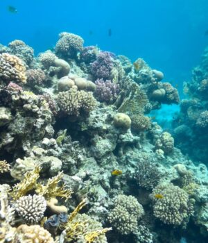 У-кратері-вулкана-знайшли-2000-річного-“монстра”:-він-утричі-більший-за-світові-рекорди