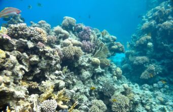 У кратері вулкана знайшли 2000-річного “монстра”: він утричі більший за світові рекорди У-кратері-вулкана-знайшли-2000-річного-“монстра”:-він-утричі-більший-за-світові-рекорди