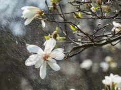 1 квітня всю Україну накриють дощі 1-квітня-всю-Україну-накриють-дощі