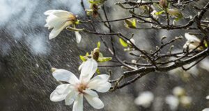 1 квітня всю Україну накриють дощі 1-квітня-всю-Україну-накриють-дощі