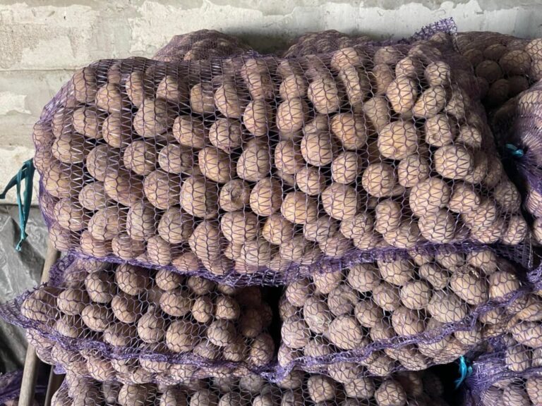 Продам жовту насіннєву картоплю надраннього сорту Рів’єра