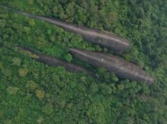 З густого лісу в Таїланді виринають три величезні “кити”: як таке можливо З-густого-лісу-в-Таїланді-виринають-три-величезні-“кити”:-як-таке-можливо