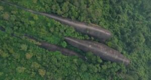 З густого лісу в Таїланді виринають три величезні “кити”: як таке можливо З-густого-лісу-в-Таїланді-виринають-три-величезні-“кити”:-як-таке-можливо