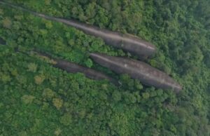 З густого лісу в Таїланді виринають три величезні “кити”: як таке можливо З-густого-лісу-в-Таїланді-виринають-три-величезні-“кити”:-як-таке-можливо