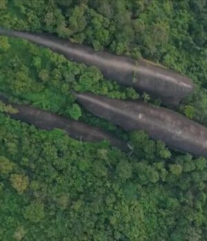 З-густого-лісу-в-Таїланді-виринають-три-величезні-“кити”:-як-таке-можливо