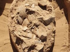 В Ізраїлі виявили 7000-річну страву зі страусиних яєць В-Ізраїлі-виявили-7000-річну-страву-зі-страусиних-яєць