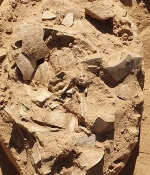 В-Ізраїлі-виявили-7000-річну-страву-зі-страусиних-яєць