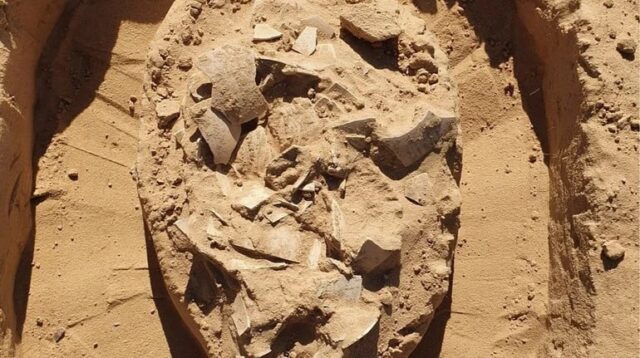 В Ізраїлі виявили 7000-річну страву зі страусиних яєць В-Ізраїлі-виявили-7000-річну-страву-зі-страусиних-яєць