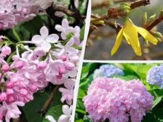 Можуть не зацвісти: садівники назвали 12 рослин, які не можна обрізати навесні Можуть-не-зацвісти:-садівники-назвали-12-рослин,-які-не-можна-обрізати-навесні