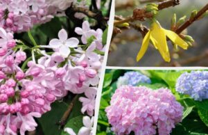 Можуть не зацвісти: садівники назвали 12 рослин, які не можна обрізати навесні Можуть-не-зацвісти:-садівники-назвали-12-рослин,-які-не-можна-обрізати-навесні