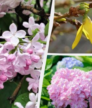 Можуть-не-зацвісти:-садівники-назвали-12-рослин,-які-не-можна-обрізати-навесні