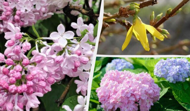 Можуть не зацвісти: садівники назвали 12 рослин, які не можна обрізати навесні Можуть-не-зацвісти:-садівники-назвали-12-рослин,-які-не-можна-обрізати-навесні