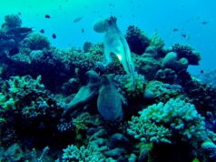 Під водою живуть істоти з високим інтелектом: що відомо про їхні здібності Під-водою-живуть-істоти-з-високим-інтелектом:-що-відомо-про-їхні-здібності