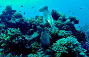 Під водою живуть істоти з високим інтелектом: що відомо про їхні здібності Під-водою-живуть-істоти-з-високим-інтелектом:-що-відомо-про-їхні-здібності