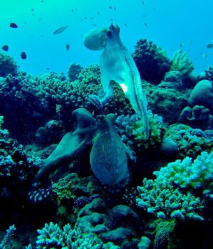 Під-водою-живуть-істоти-з-високим-інтелектом:-що-відомо-про-їхні-здібності