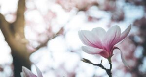 2 квітня погода в Україні покращиться 2-квітня-погода-в-Україні-покращиться