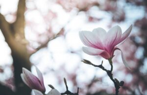 2 квітня погода в Україні покращиться 2-квітня-погода-в-Україні-покращиться