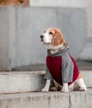 До-України-йде-нове-похолодання:-синоптикиня-назвала-дати