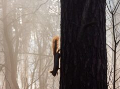 На Харківщині запровадили І рівень небезпеки На-Харківщині-запровадили-І-рівень-небезпеки