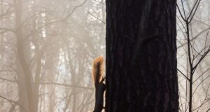 На Харківщині запровадили І рівень небезпеки На-Харківщині-запровадили-І-рівень-небезпеки