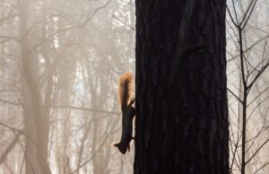 На Харківщині запровадили І рівень небезпеки На-Харківщині-запровадили-І-рівень-небезпеки
