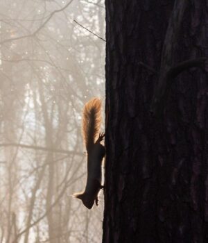 На-Харківщині-запровадили-І-рівень-небезпеки