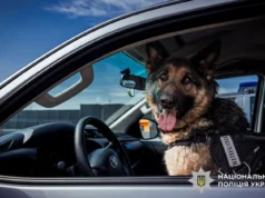 Кінологи з собаками: результати роботи поліції у 2025 році На-службі-у-поліції-майже-900-собак-–-розкрили-деталі-їх-роботи