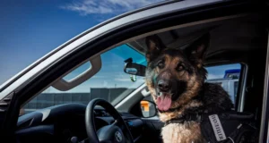 Кінологи з собаками: результати роботи поліції у 2025 році На-службі-у-поліції-майже-900-собак-–-розкрили-деталі-їх-роботи