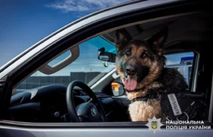 Кінологи з собаками: результати роботи поліції у 2025 році На-службі-у-поліції-майже-900-собак-–-розкрили-деталі-їх-роботи