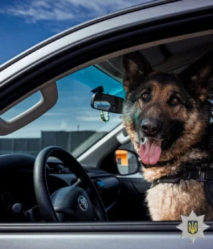 На-службі-у-поліції-майже-900-собак-–-розкрили-деталі-їх-роботи