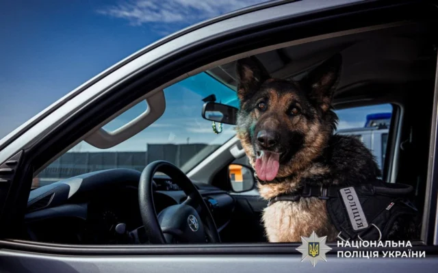 Кінологи з собаками: результати роботи поліції у 2025 році На-службі-у-поліції-майже-900-собак-–-розкрили-деталі-їх-роботи